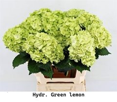 Hydr Other 65cm 18cm Ø