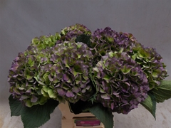 Hydr M Verena Bl Cl 60cm 23cm Ø
