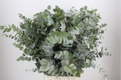 Euca Cinerea P Bunch 70cm 300gram
