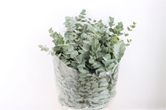 Euca Cinerea P Bunch 70cm 400gram