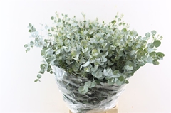 Euca Gunnii P Bs 70cm 300gram