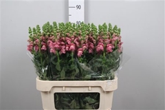 Antir Avignon C Rose 80cm