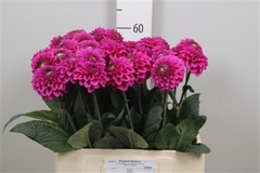 Dahl Purple Fox 60cm