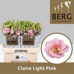 Eus E Claire L Pink