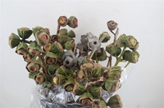 Eucalyptus Blad Bunch 65cm