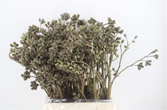 Euca Robusta 55 Cm Ptk 55cm 300gram