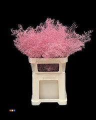Limonium Pink