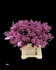 Skimmia Metallic Cerise