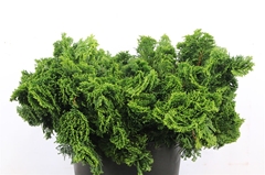 Chama Obtusa Nana Gr 40cm