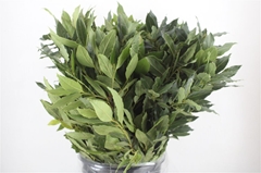 Laurier 60cm 300gram