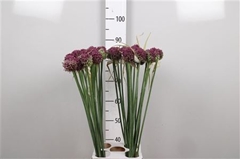 Allium Pink Lady 85cm