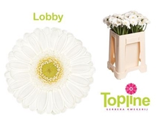 Germini Lobby 50cm 7cm Ø