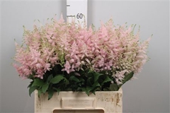 Astil Jap Europa 60cm
