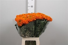 Tag E Promise Orange 70cm