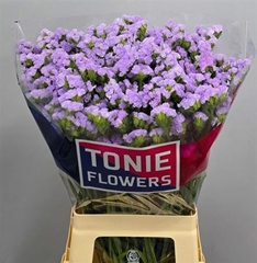 Lim S Tonie Lavender 70 - 40