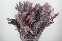 Acacia (MIMOSA) Bs 60cm 200gram