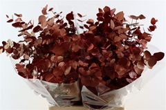 Euca Cinerea P Bunch 70cm 200gram