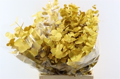 Euca Cinerea P Bunch 70cm 200gram