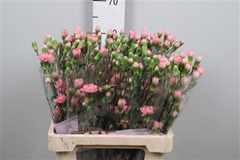 Di Tr Bubble Gum 65cm 13