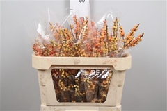 Ilex Ve Ilexia Julia 70cm