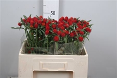 Gomph Gl Strawberry 50cm
