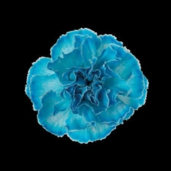 Dianthus St Light Blue
