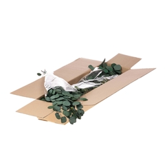 Euca Globu Klb 21% 60cm 125gram