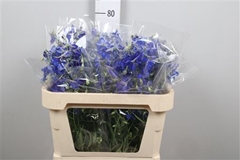 Delph En Volkerfried 70cm 34