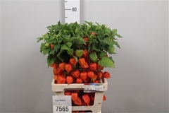 Physalis Lampion Tak 70cm
