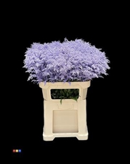 Solidago Light Milka 80cm