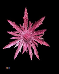 Eryngium Metallic Cerise