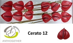Anth A Cerato