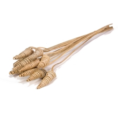 Cane Cone Op St H%