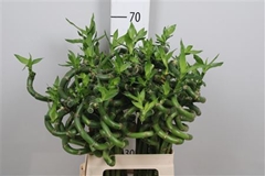 Lucky Bamboo Stem Spiral 60cm