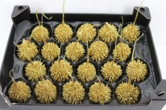 Gewaxde Appel 21%
