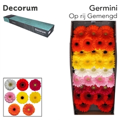 Germini On Row Mixed 45cm 7cm Ø