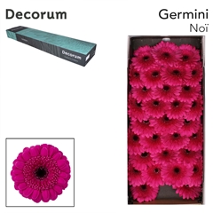 Germini Noi 45cm 7cm Ø