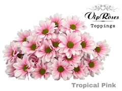 Chr T Tropical Pink