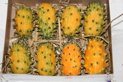 Cucumis Hirsutus