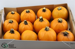 Cuc Maxima Halloween 8cm
