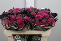 Chr G Roxo 70cm 80gram