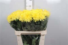 Chr G Ye Dark Yellow 80cm 80gram