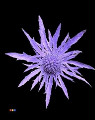 Eryngium Milka