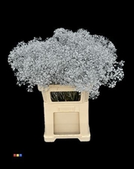 Gyps Xlence Silver