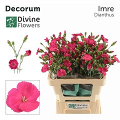 Di Solomio Imre 60cm 23