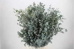 Euca Gunnii P Bs 70cm 300gram