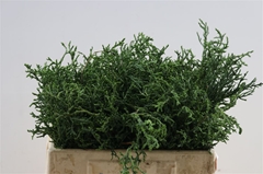 Chamaecyparis Ov 20cm