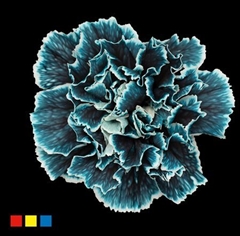 Dianthus St Navy Blue