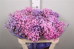 Gyps Colortreated 80cm 40gram