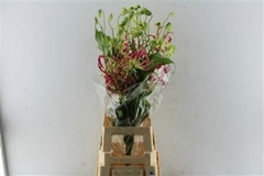 Gloriosa Exot Pink 80cm